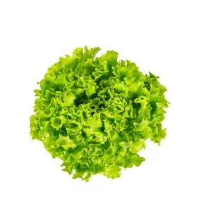 Compra LECHUGA OPRESTIE RZ Pildorada (5.000 Semillas). en la tienda online Fito Agrícola