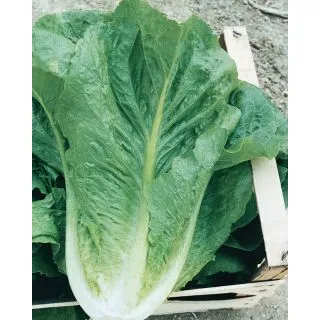 Compra LECHUGA ANTON OR® Pildorada (5.000 Semillas). en la tienda online Fito Agrícola