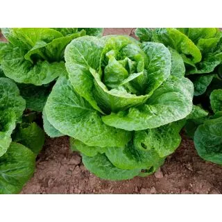 Compra LECHUGA PANTICOSA Pildorada (1.000 Semillas) en la tienda online Fito Agrícola