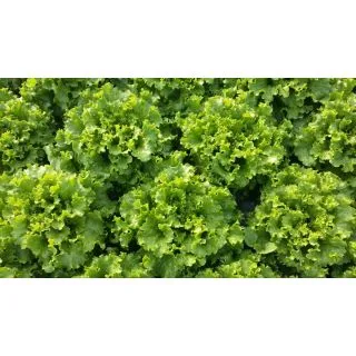 Compra LECHUGA PARRALES Pildorada (1.000 Semillas) en la tienda online Fito Agrícola