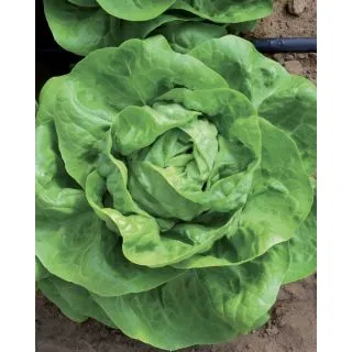 Compra LECHUGA PARTENOPE Pildorada (25.000 Semillas) en la tienda online Fito Agrícola