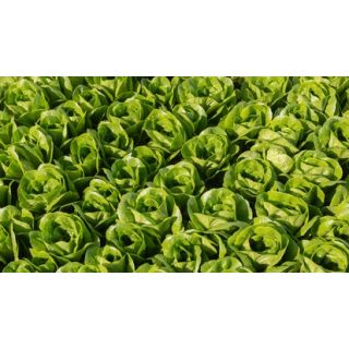 Compra LECHUGA QUEENBEE Pildorada (25.000 Semillas) en la tienda online Fito Agrícola