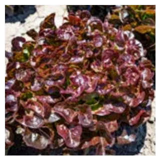 Compra LECHUGA RENARDE Pildorada (5.000 Semillas) en la tienda online Fito Agrícola