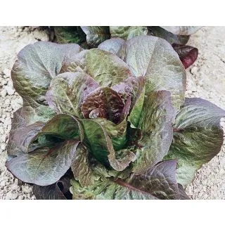 Compra LECHUGA ROMAINE BALLON Pildorada (5.000 Semillas) en la tienda online Fito Agrícola