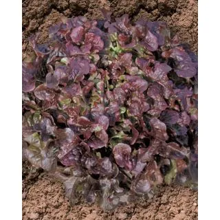 Compra LECHUGA ROSNELLA Pildorada (5.000 Semillas). en la tienda online Fito Agrícola