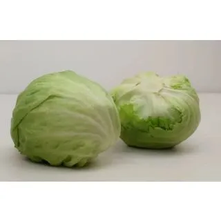 Compra LECHUGA TAKU Pildorada (1.000 Semillas) en la tienda online Fito Agrícola