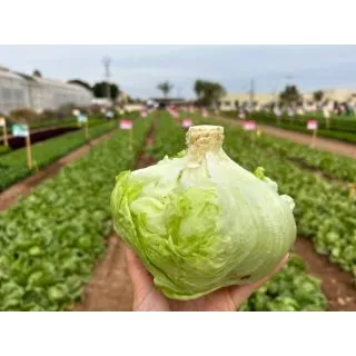 Compra LECHUGA THIODORA Pildorada (25.000 Semillas) en la tienda online Fito Agrícola