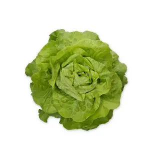 Compra LECHUGA TRANSPERO RZ Pildorada (5.000 Semillas). en la tienda online Fito Agrícola