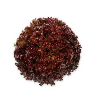 Compra LECHUGA TRIVAL RZ Pildorada (5.000 Semillas). en la tienda online Fito Agrícola