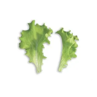 Compra LECHUGA TT EXPRESS (5 Kgr.) en la tienda online Fito Agrícola