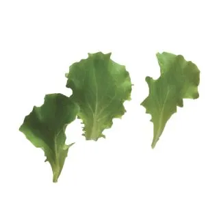 Compra LECHUGA TT SAVOIR (5 Kgr.) en la tienda online Fito Agrícola