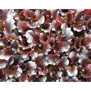 Compra LECHUGA TT SUBLIME (5 Kgr.). en la tienda online Fito Agrícola