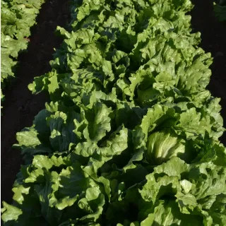 Compra LECHUGA UNBELDI Pildorada (25.000 Semillas) en la tienda online Fito Agrícola