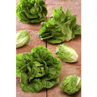 Compra LECHUGA URBIÓN Pildorada (1.000 Semillas) en la tienda online Fito Agrícola