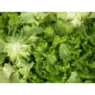 Compra LECHUGA VALVANERA Pildorada (1.000 Semillas) en la tienda online Fito Agrícola