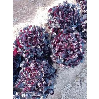 Compra LECHUGA VIRUNGA Pildorada (1.000 Semillas) en la tienda online Fito Agrícola