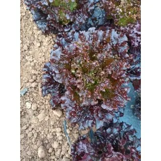 Compra LECHUGA VITORINA Pildorada (5.000 Semillas) en la tienda online Fito Agrícola