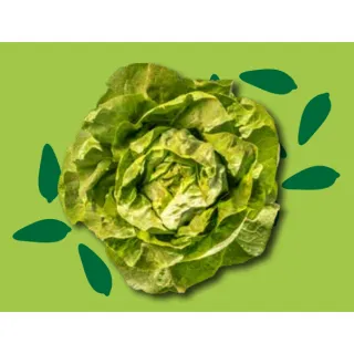 Compra LECHUGA WOOKY BIO Pildorada (5.000 Semillas) en la tienda online Fito Agrícola