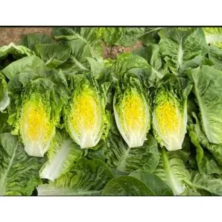 Compra LECHUGA XANBERA Pildorada (10.000 Semillas) en la tienda online Fito Agrícola