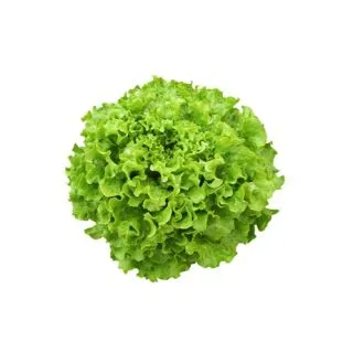 Compra LECHUGA ZORAGA Pildorada (10.000 Semillas) en la tienda online Fito Agrícola