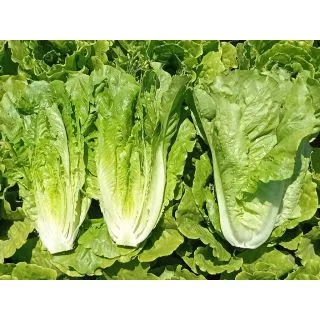 Compra LECHUGA PAJARES Pildorada (5.000 Semillas) en la tienda online Fito Agrícola