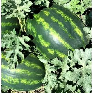 Compra SANDÍA LEGIO F1 (1.000 Semillas). en la tienda online Fito Agrícola