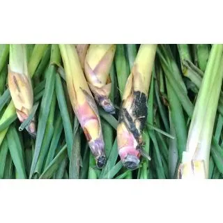 Compra LEMONGRASS - HIERBA LIMÓN (10 gr.). en la tienda online Fito Agrícola