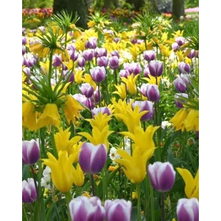 Compra LEMON TWIST (100 Unid.). en la tienda online Fito Agrícola