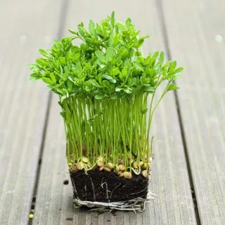 Compra LENTEJA ROJA MICROGREENS (5 Kgr.). en la tienda online Fito Agrícola