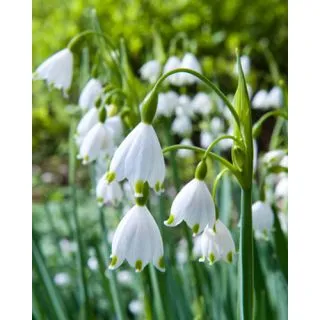 Compra LEUCOJUM AESTIVUM (100 Unid.). en la tienda online Fito Agrícola