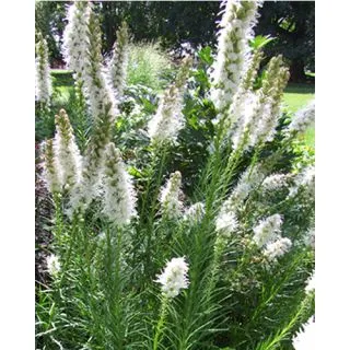 Compra LIATRIS FLORISTAN WHITE (25 Unid.). en la tienda online Fito Agrícola