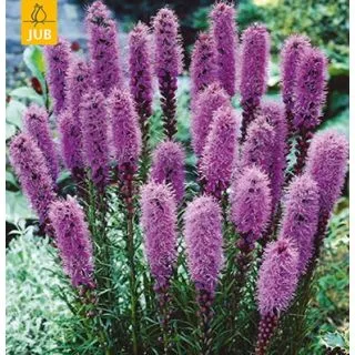 Compra LIATRIS SPICATA (25 Unid.). en la tienda online Fito Agrícola