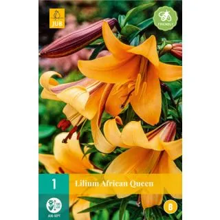 Compra LILIUM AFRICAN QUEEN en la tienda online Fito Agrícola