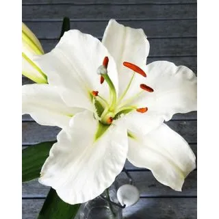 Compra LILIUM CASA BLANCA (50 Unid.). en la tienda online Fito Agrícola