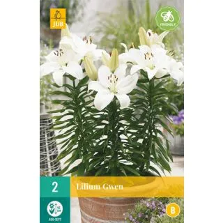 Compra LILIUM GWEN en la tienda online Fito Agrícola