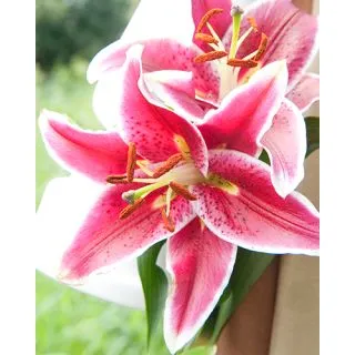 Compra LILIUM STARGAZER (50 Unid.). en la tienda online Fito Agrícola