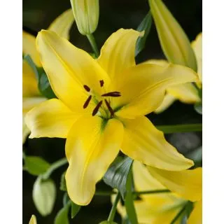 Compra LILIUM YELLOW POWER (50 Unid.). en la tienda online Fito Agrícola