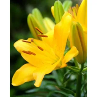 Compra LILIUM YELLOW ASIATICO (50 Unid.). en la tienda online Fito Agrícola