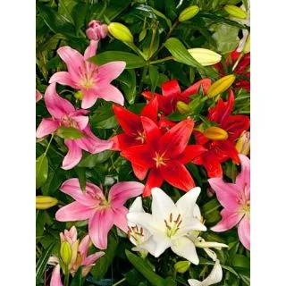 Compra LILIUM MIX ASIATICO (50 Unidades). en la tienda online Fito Agrícola