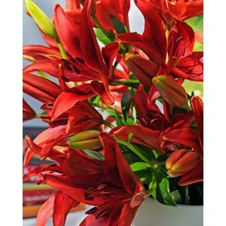 Compra LILIUM RED ASIATICO (50 Unidades). en la tienda online Fito Agrícola