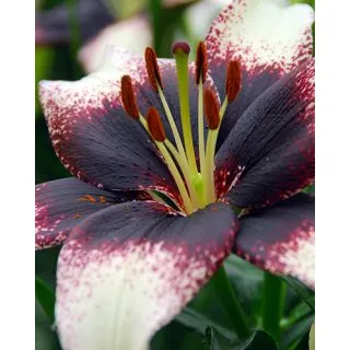 Compra LILIUM BLACK AND WHITE ASIATICO (50 Unidades). en la tienda online Fito Agrícola