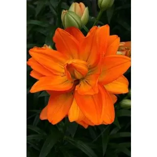 Compra LILIUM HULK (50 gr.). en la tienda online Fito Agrícola