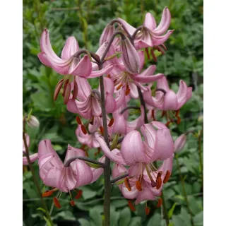 Compra LILIUM MARTAGON CANDY MORNING (25 Unidades). en la tienda online Fito Agrícola