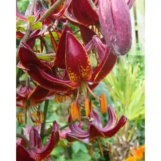 Compra LILIUM MARTAGON CLAUDE SHRIDE (25 Unid.). en la tienda online Fito Agrícola
