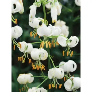Compra LILIUM MARTAGON SNOWY MORNING (25 Unidades). en la tienda online Fito Agrícola