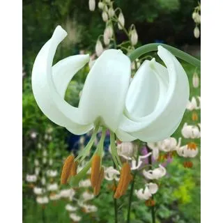 Compra LILIUM SNOWY MORNING (50 Unid.). en la tienda online Fito Agrícola