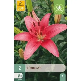 Compra LILIUM SYLT en la tienda online Fito Agrícola