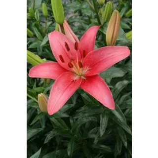 Compra LILIUM SYLT (50 Unid.). en la tienda online Fito Agrícola