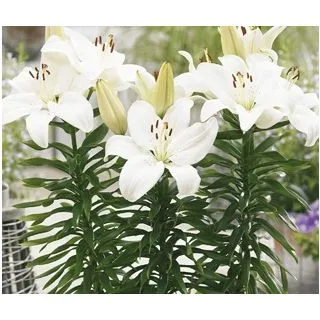 Compra LILIUM GWEN (50 Unid.). en la tienda online Fito Agrícola