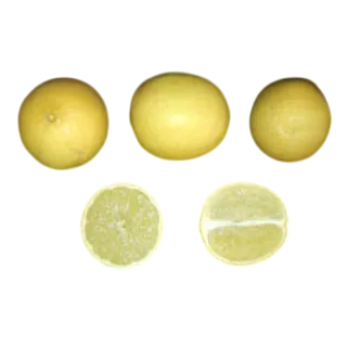 Compra LIMA BEARS - 17 en la tienda online Fito Agrícola